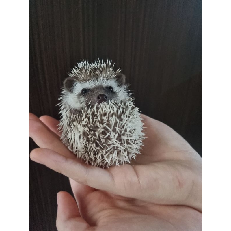 Landak mini salt and pepper betina