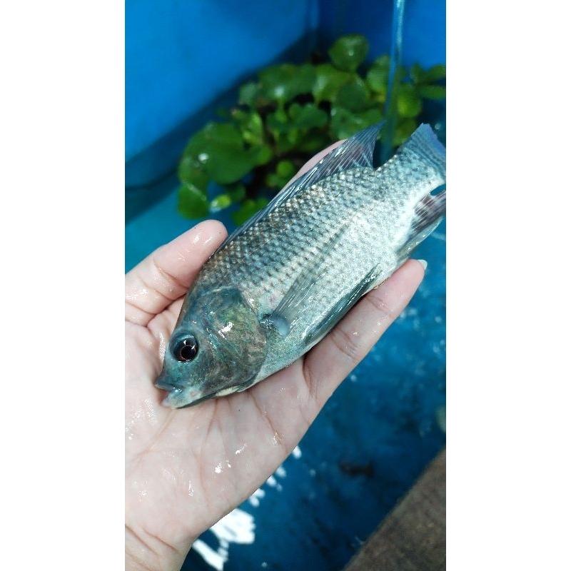 Bibit mujaer size 3 jari / mujaer berkualitas terlaris