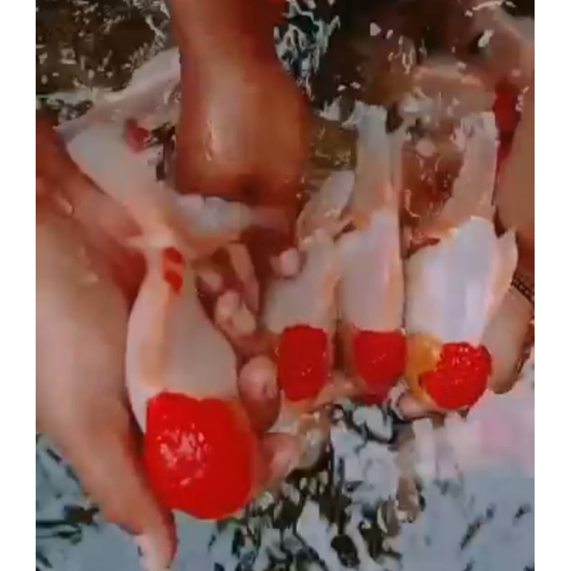 

ikan mas koki Redcup