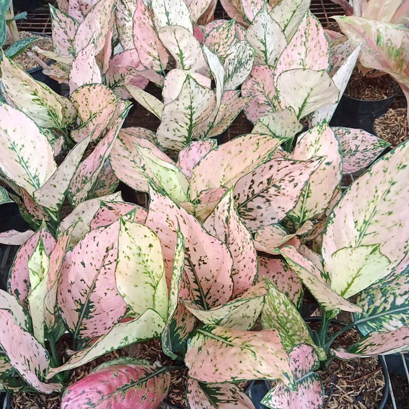 Aglonema komkom orange