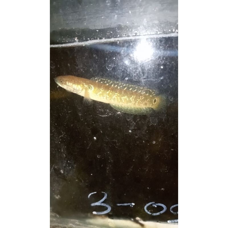 channa asitica.Ws.9-12cm