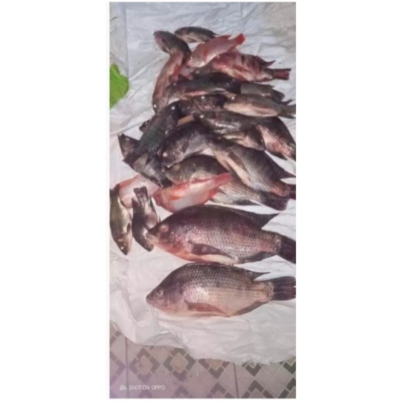 pelet pengumpul ikan bandul abah