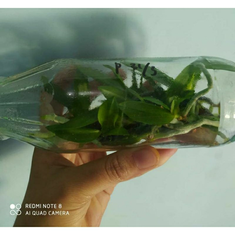 anggrek bibit botol bulan hybrid