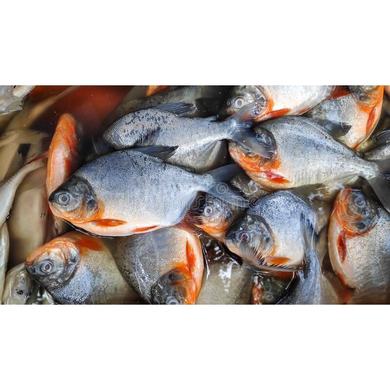 

Ikan Bawal Tawar segar 1kg Bawal Tawar murah