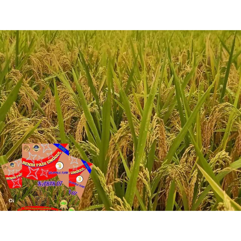BENIH PADI UNGGUL KABIR 07 1KG