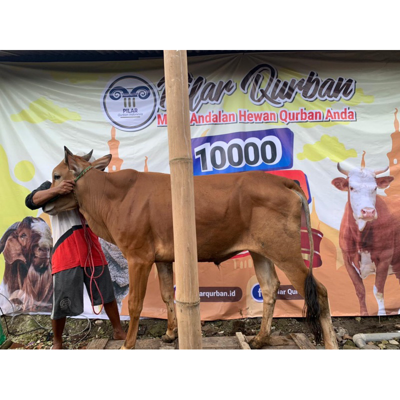 Sapi Qurban Surabaya