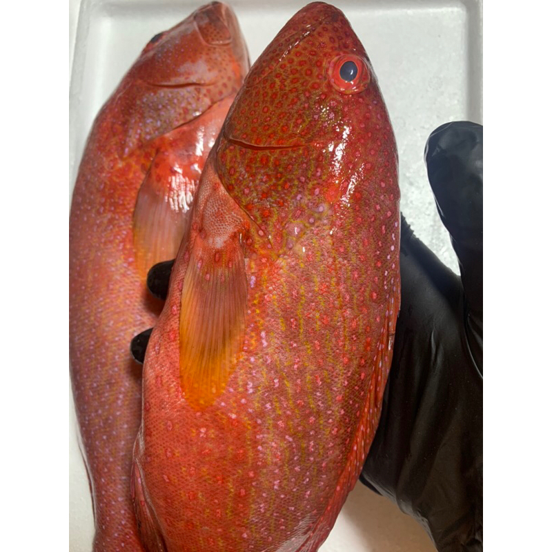 

Ikan Kerapu lodi / sunu / Premium 1 kg