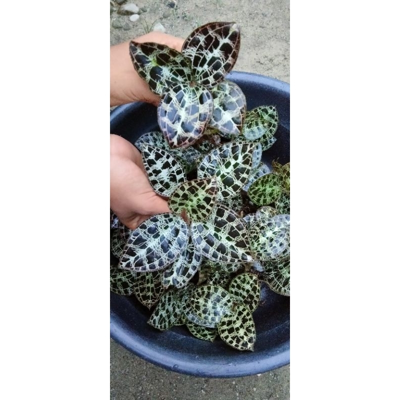 Jewel orchid/macodes petola