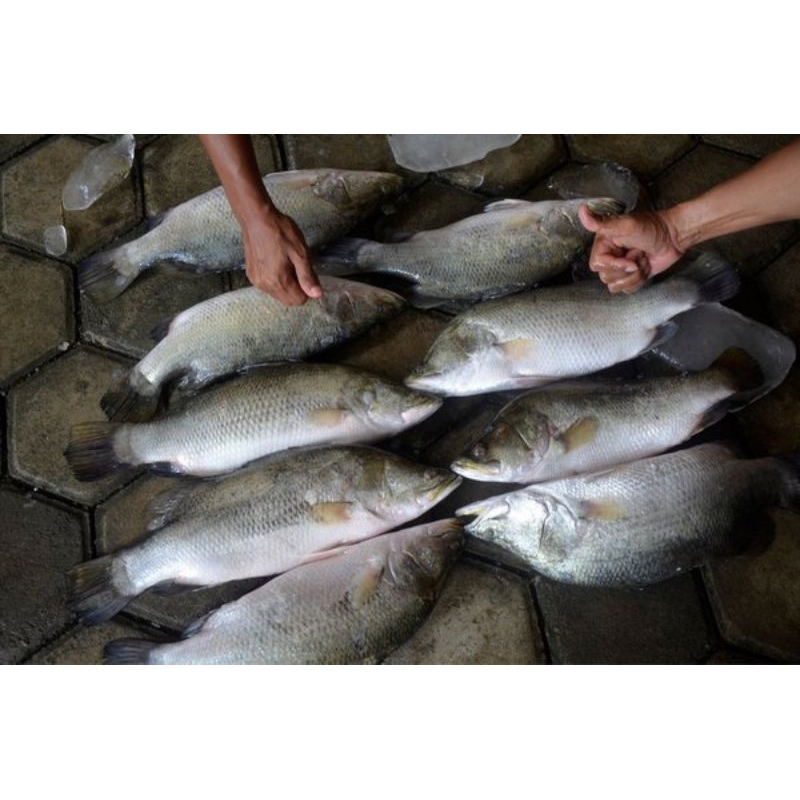 

Ikan Kakap Putih segar 1kg kakap putih