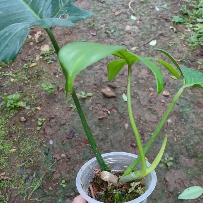 DIARY PETANI - Tanaman Hias Rambat Philodendron Pedatum Pilo Pedatum