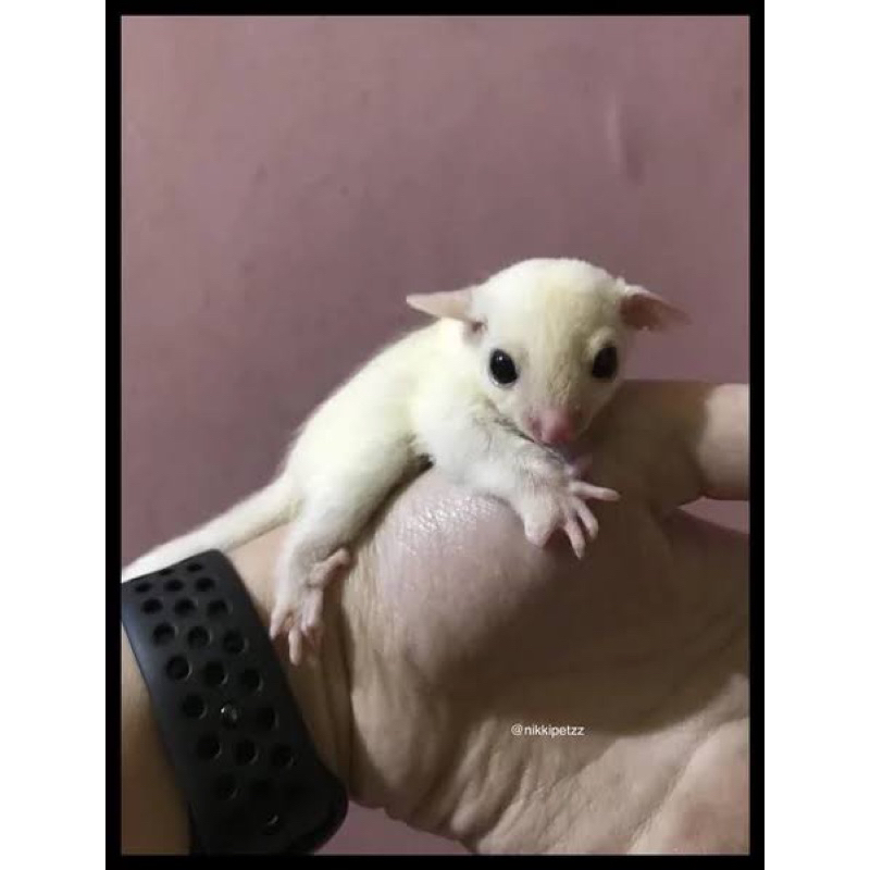 sg leucistic joey