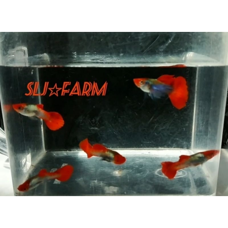 ikan hias guppy koi butterfly dumbo ear