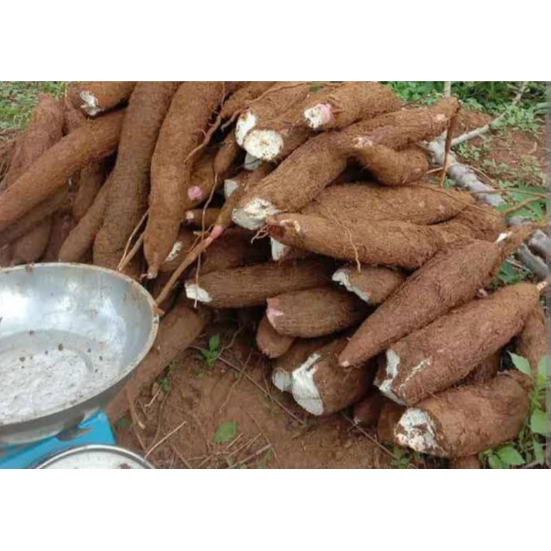 

singkong racun . obat tradisional anti kanker. singkong sapi kurus 500g