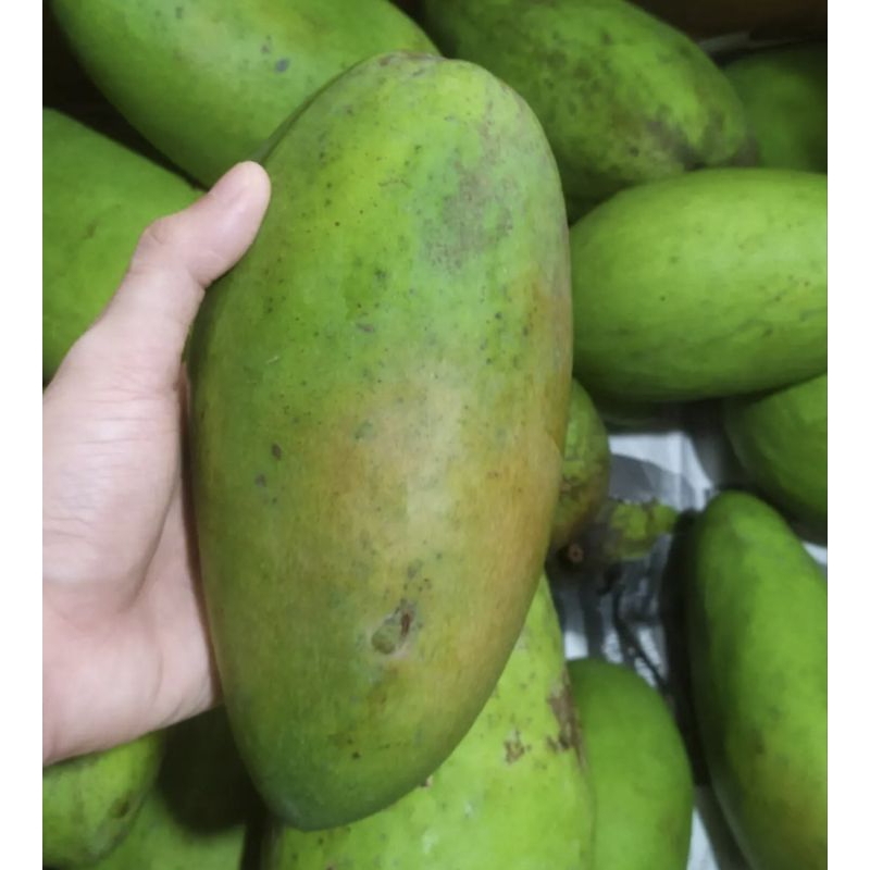 

Mangga Bangkok Kiojay 1 Kg