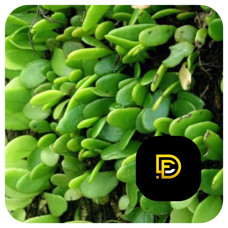 

Daun sisik naga daun picisan segar 1 kg-az