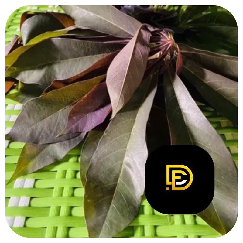 

Daun singkong sapi kuru daun singkong racun segar 500 gram-az