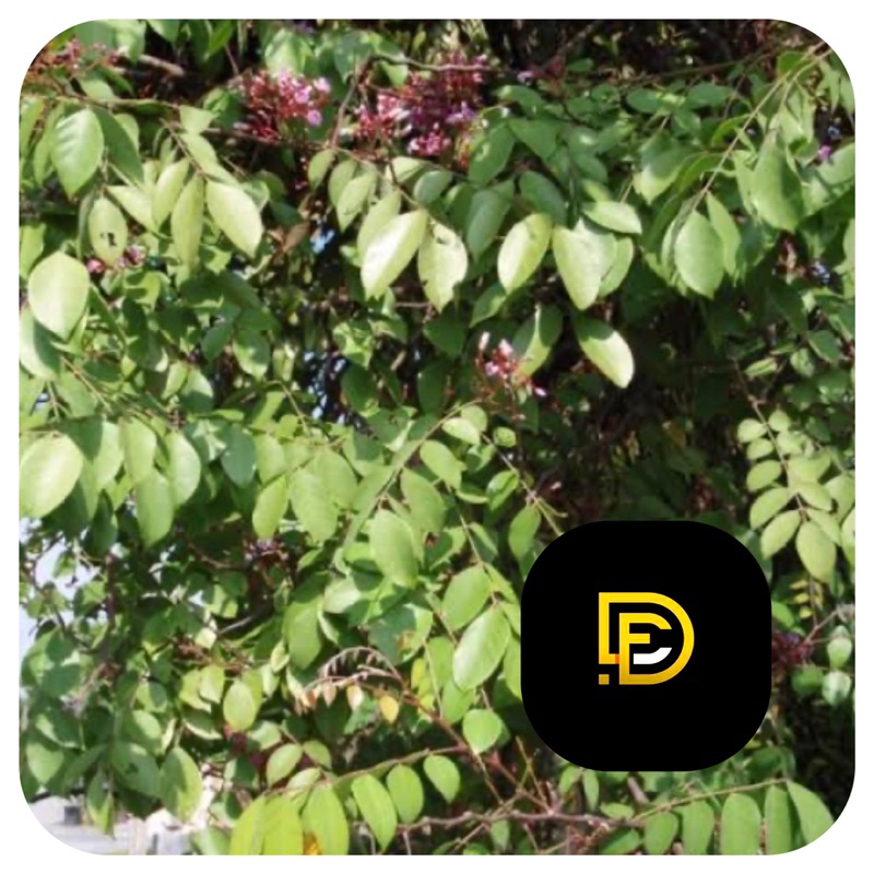 

Daun belimbing manis segar 300 gram-az