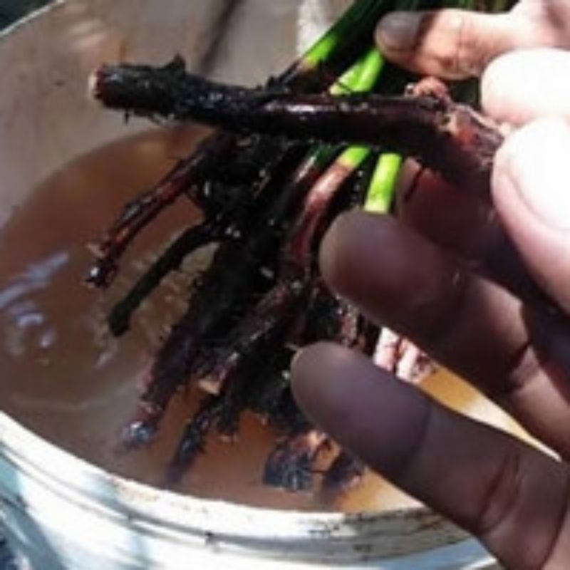 Akar bantu cangkok susu Siling mangga