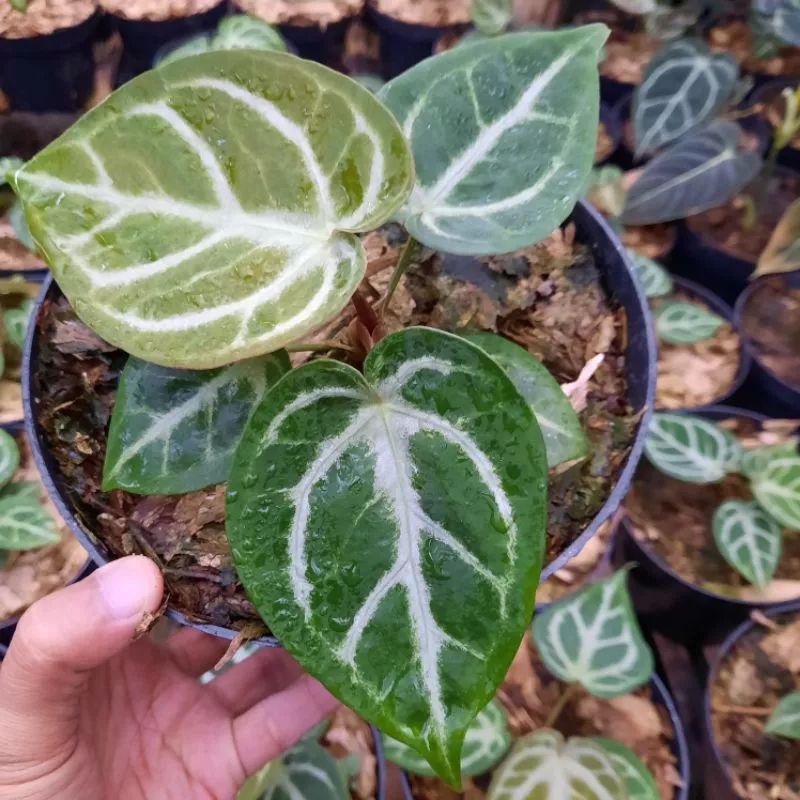 Kuping Gajah Silver Blush