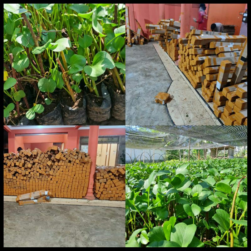 Bibit Herbal Katang-Katang/Bibit Tapak Kuda Tanaman Hias