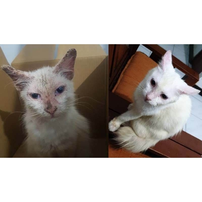 Obat Scabies Kucing Anjing Kelinci Salep Obat Scabies kadas kudis hewan Peliharaan Shaestore15