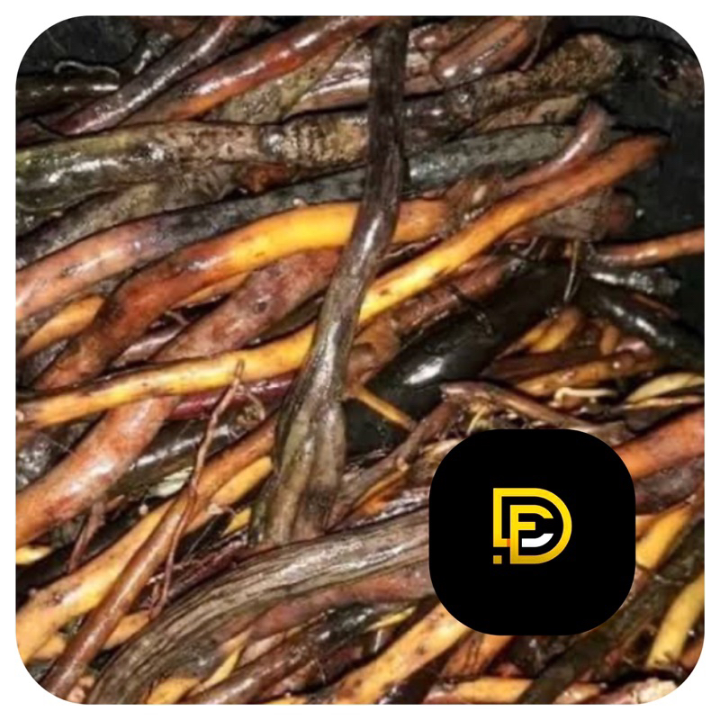 

Akar aren segar akar pohon aren 1 kg fresh-az