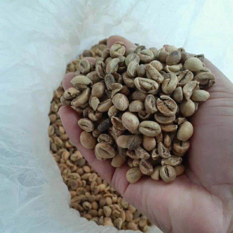 

Kopi Robusta Asalan Lawas