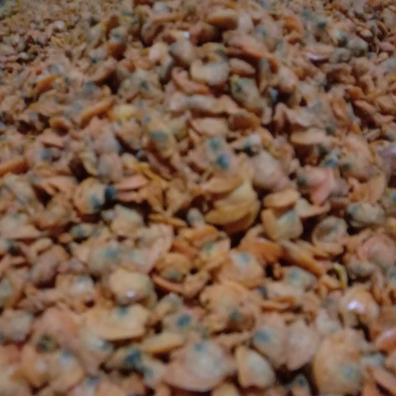 

Kerang (kinting)