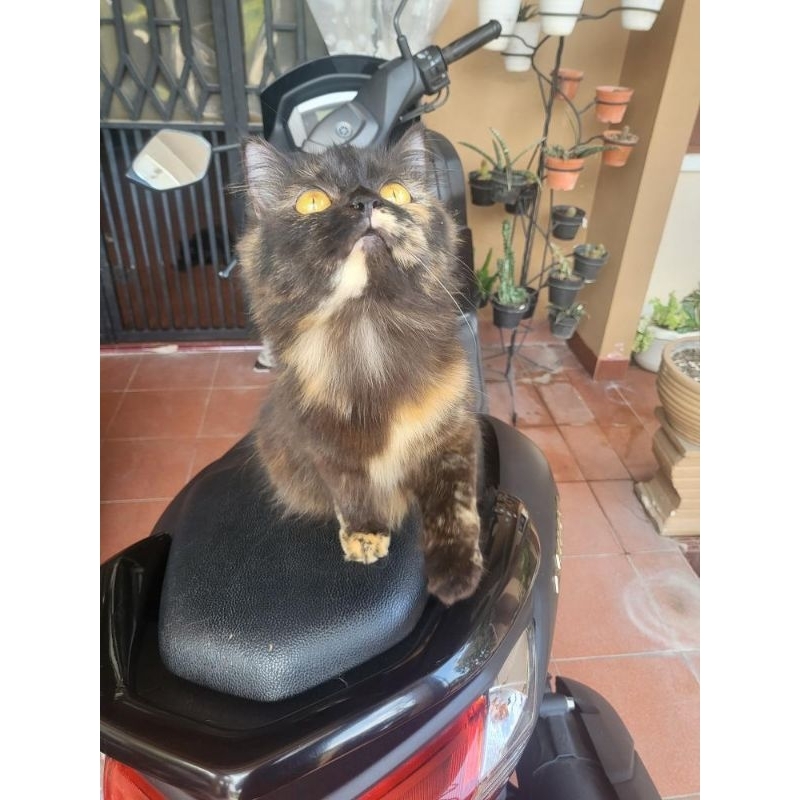 KUCING RAS PERSIA BETINA