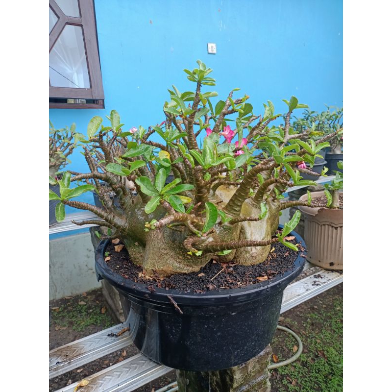 BIBIT ADENIUM ARABIKUM HYBRID (DDC,THONGLENTONG,GODJI SERIES,BLACK SERIES)