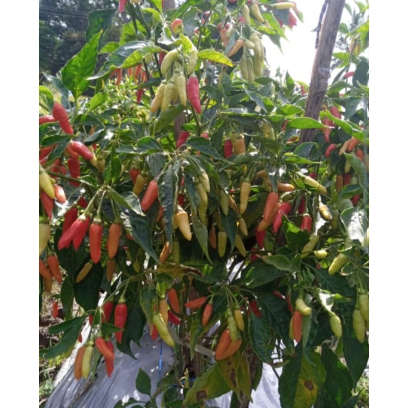 Benih Cabe Rawit DOMPOL ORIRAME F1 isi 10gram