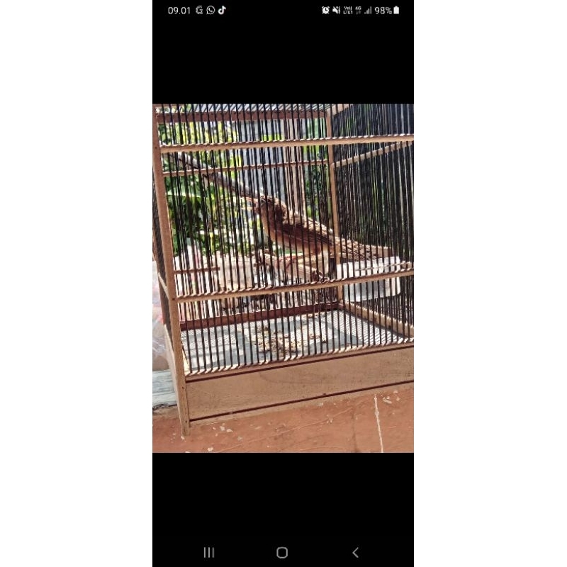 wambi hongkong jantan rawatan sdh bunyi