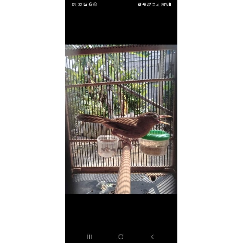 wambi bahan betina rajin bunyi