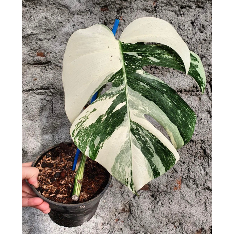 monstera holland variegata 1daun pancing