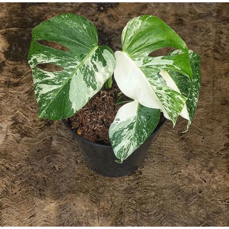 monstera white tiger varigata