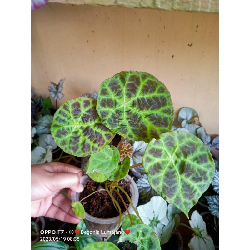 begonia geognaensis sp borneo