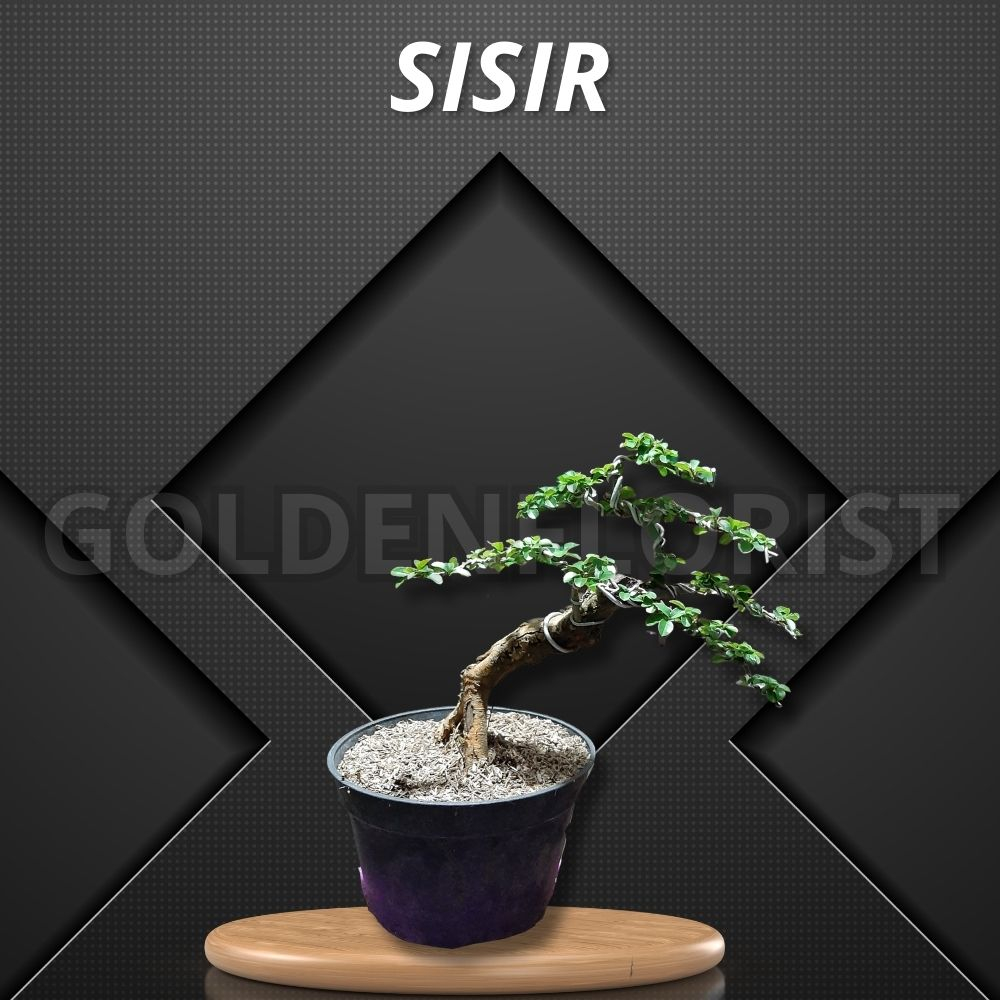 Bonsai Sisir Jadi SIap Pajang - Tanaman Hias Bonsai Dalam Ruangan - Bonsai Mame