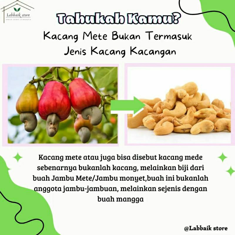 Bibit Jambu Mede Jambu Mente - Bibit Kacang Mede-Bibit Jambu Monyet