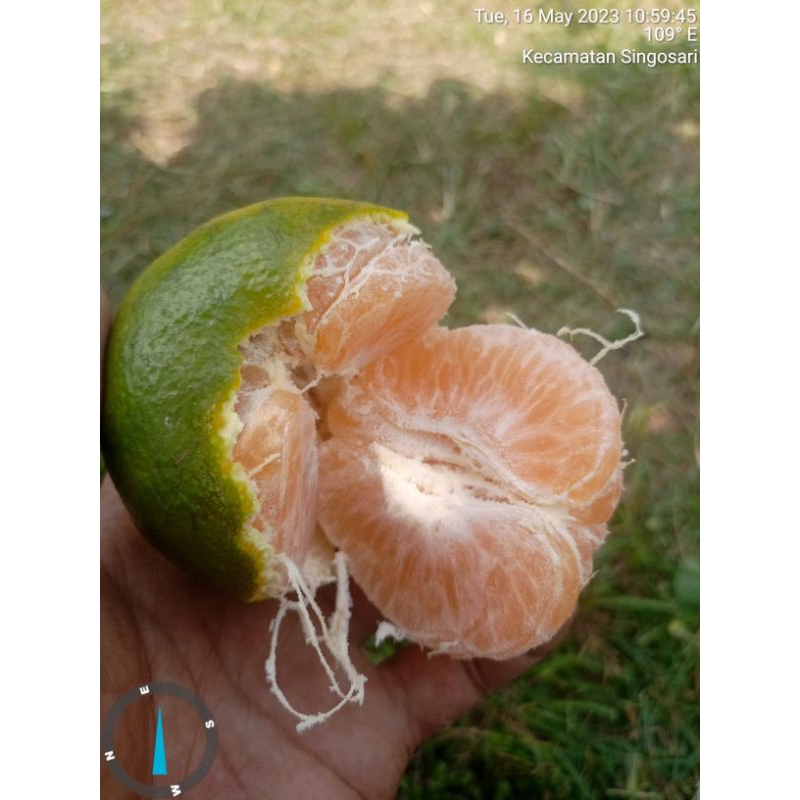 

jeruk siem madu fresh