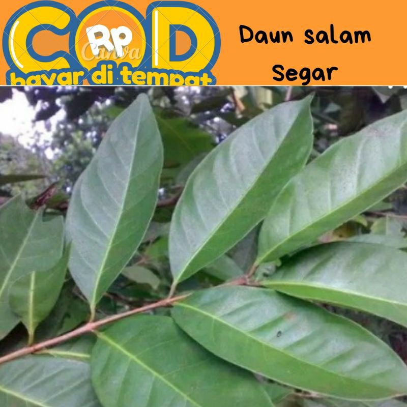 

daun salam segar 1 kg di ambil saat di pesan