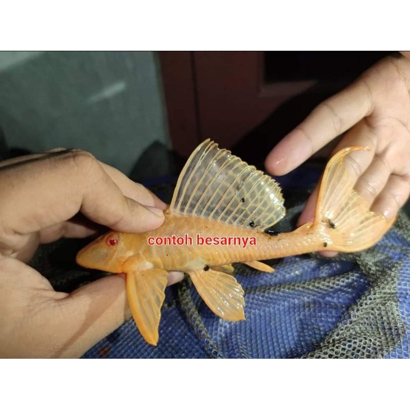 sapu sapu gibicep albino pleco L083 mata merah