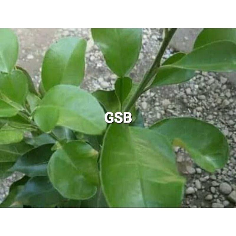 

Daun jeruk bali segar 500 gram petik langsung