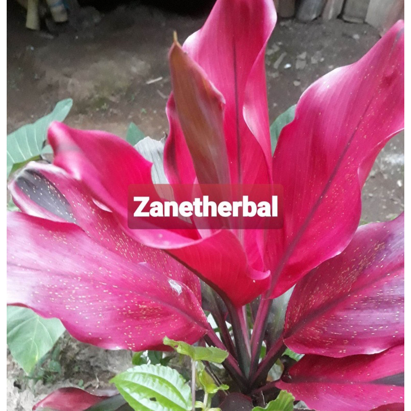 

Daun andong merah daun hanjuang merah 60 lembar-az