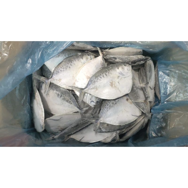 

Ikan Semar 1blok 10kg