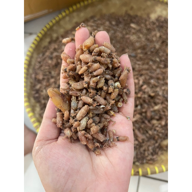 

baby cumi / cumi asin kecil / baby cumi kerin 500gram