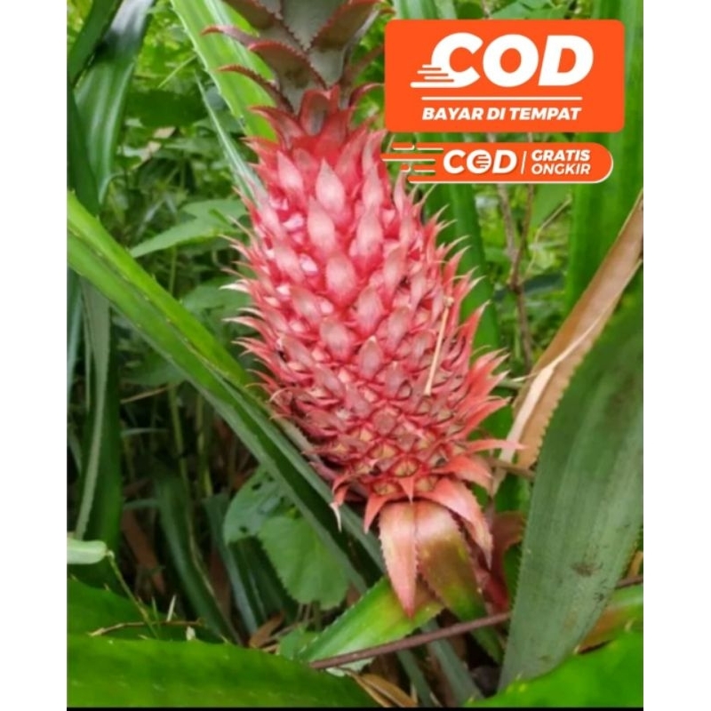 

NANAS MERAH ATAU NANAS LIAR PER SATU BUAH