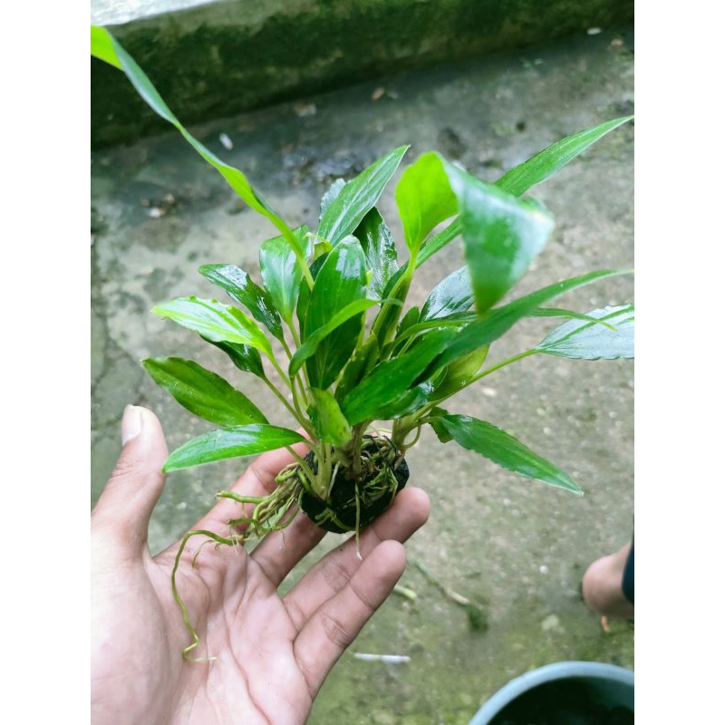 anubias sp media wabikusa