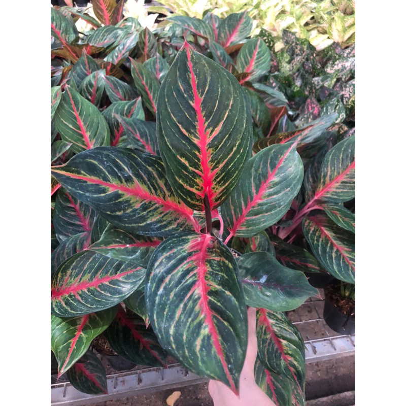 Aglaonema Red Borju