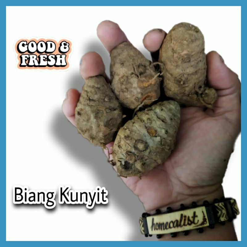 Biang Kunyit 500gram Biang Kunyit Segar Empu kunyit