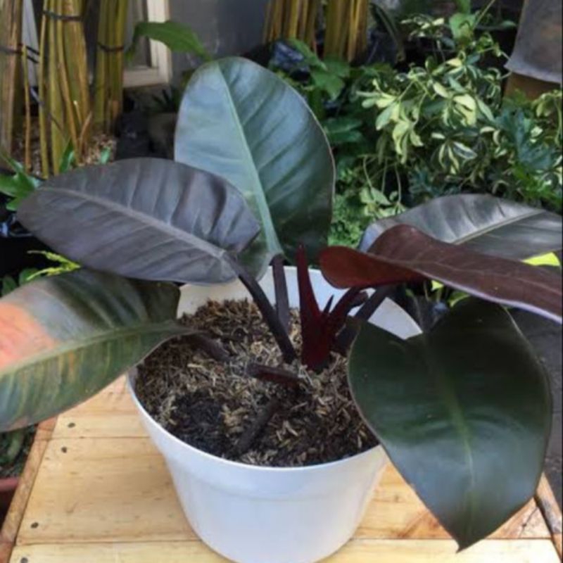 Philodendron Black Cardinal